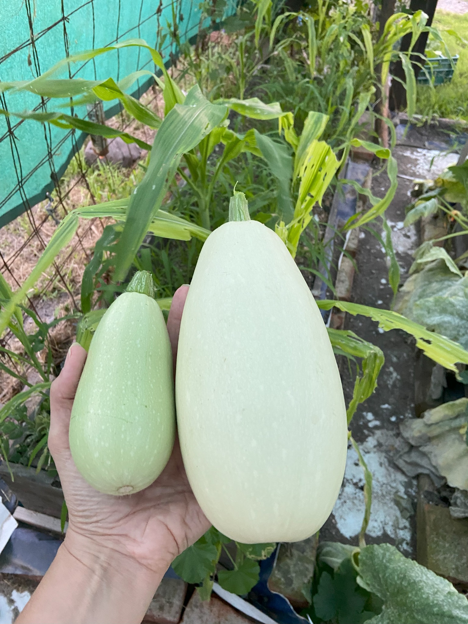 Farm to Table Experience